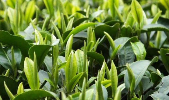 1535701632681107.png image.png